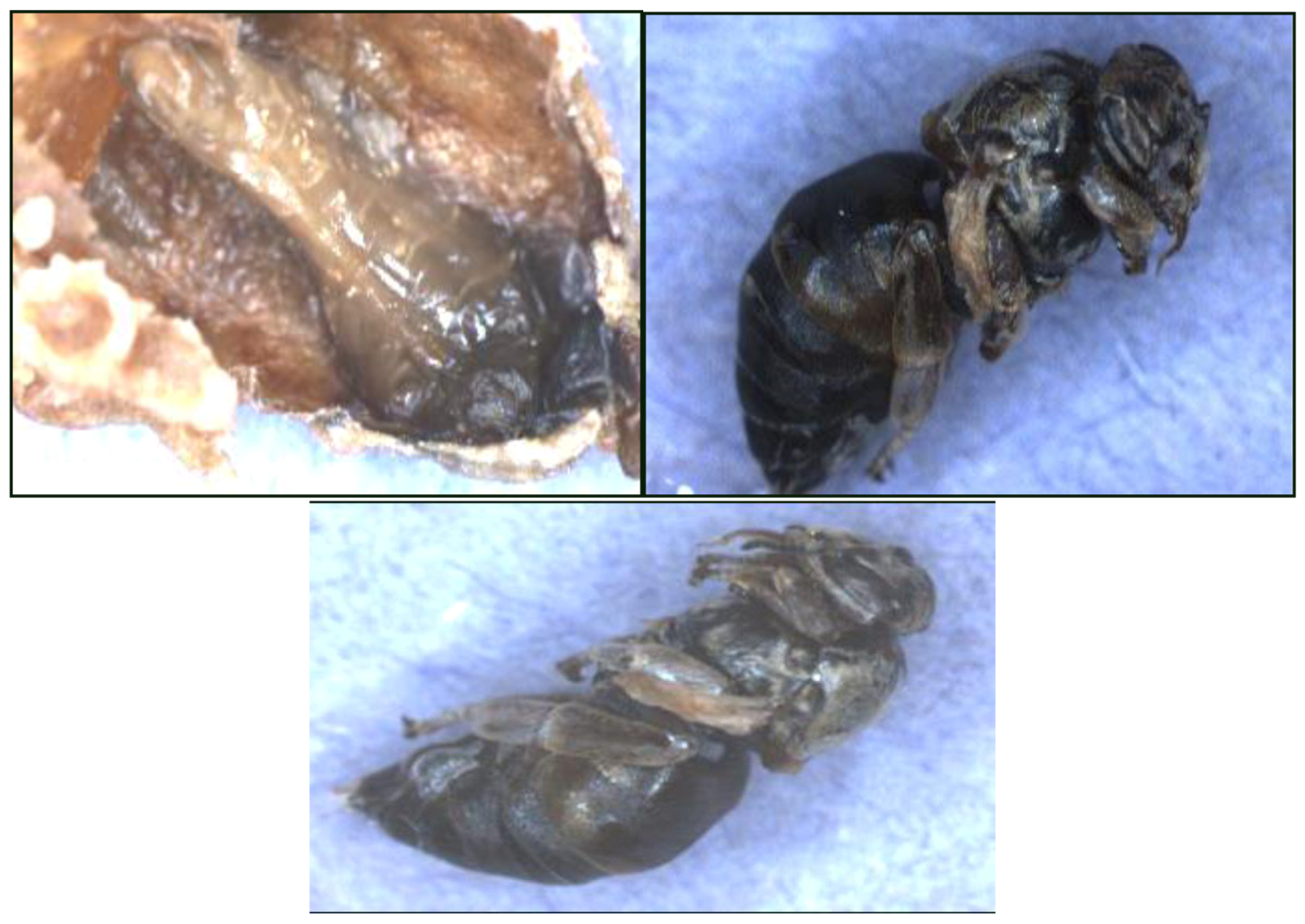 Insects 04 00071 g004