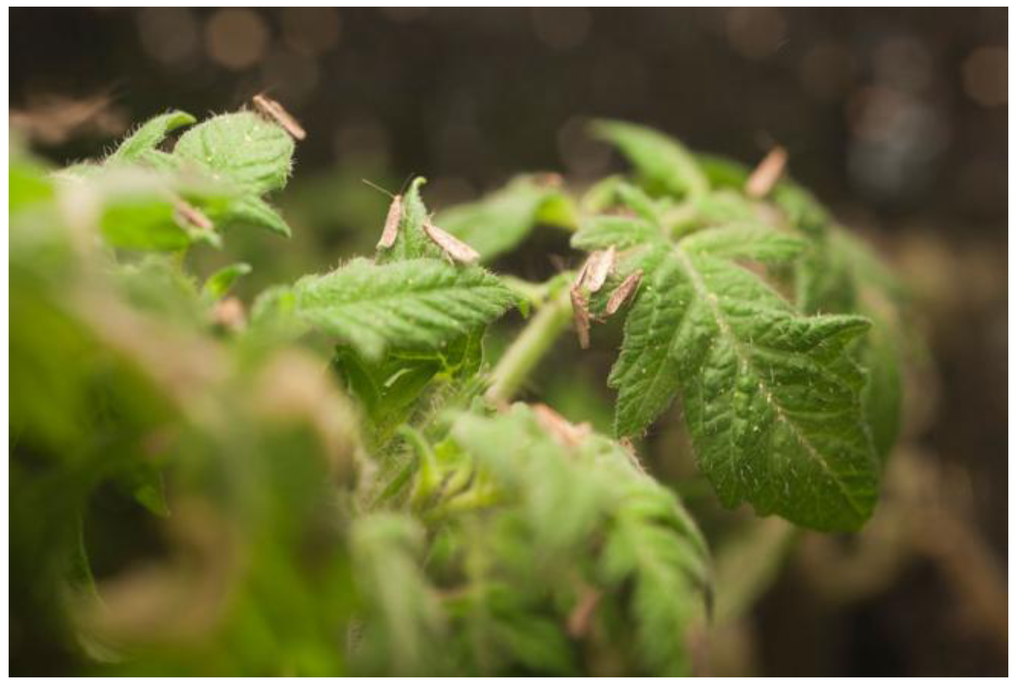 Insects 04 00185 g001