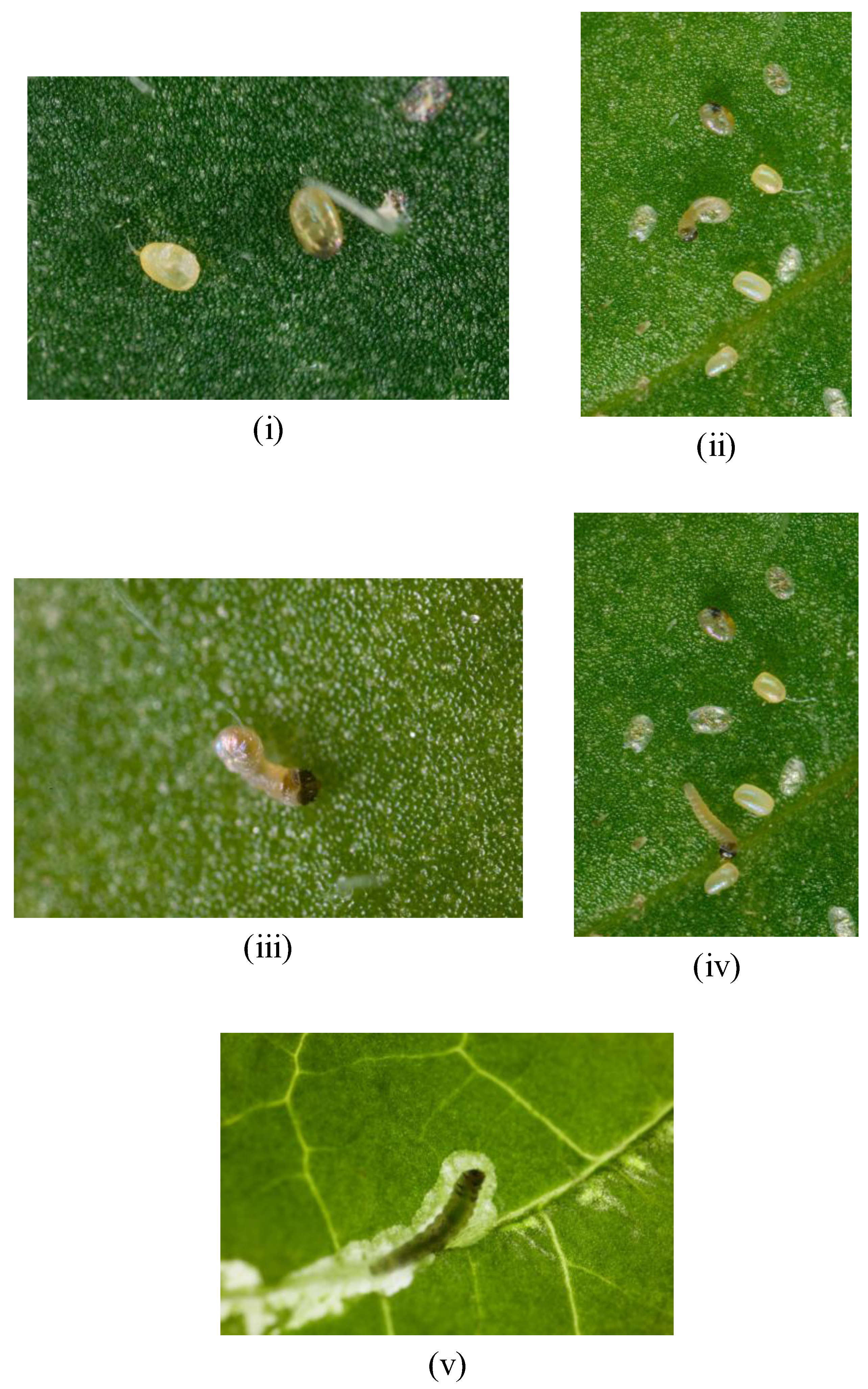 Insects 04 00185 g006