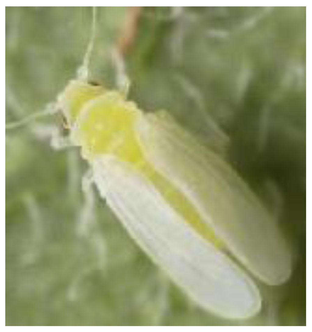 Insects 04 00198 g001 1024