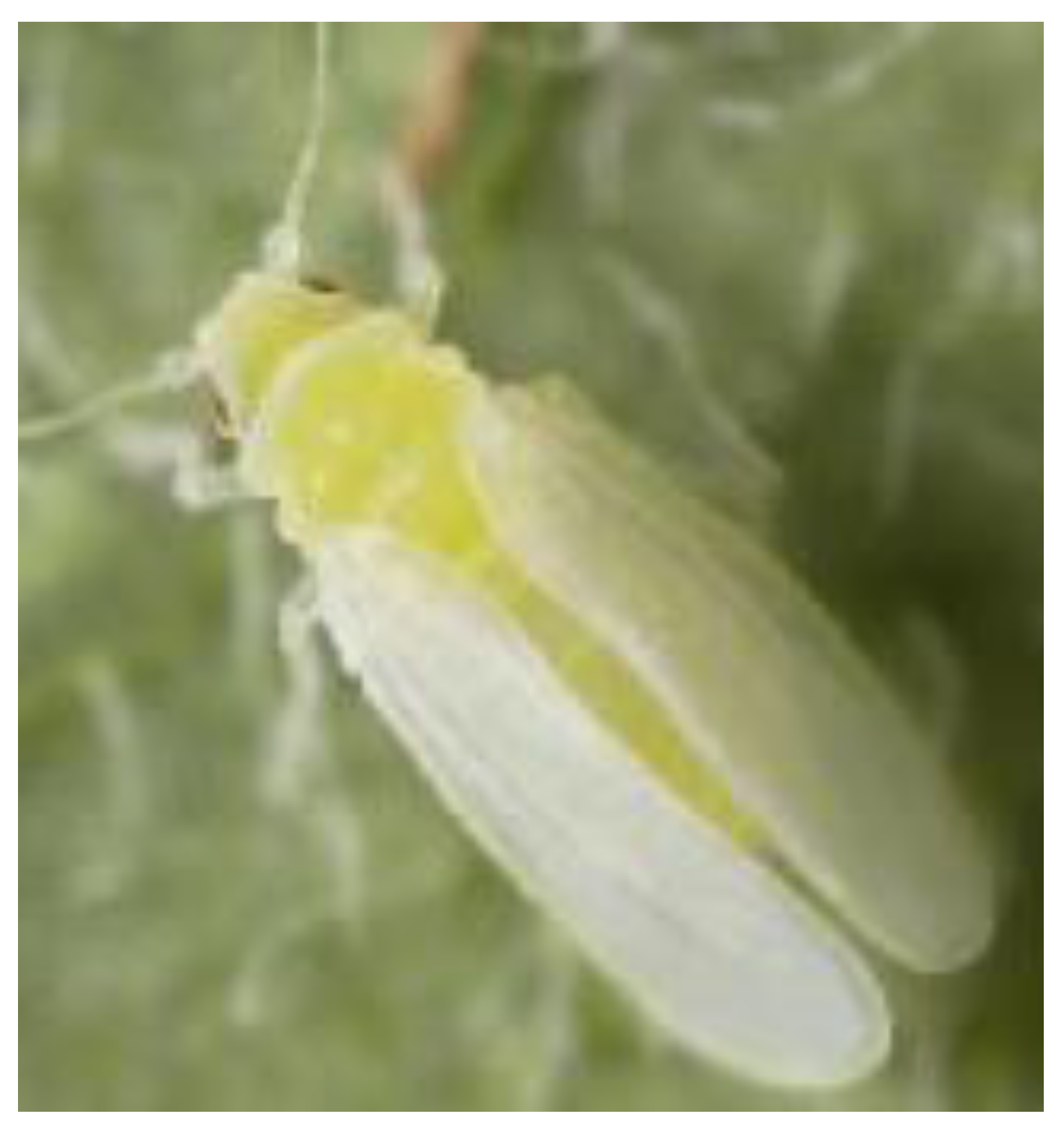 Insects 04 00198 g001