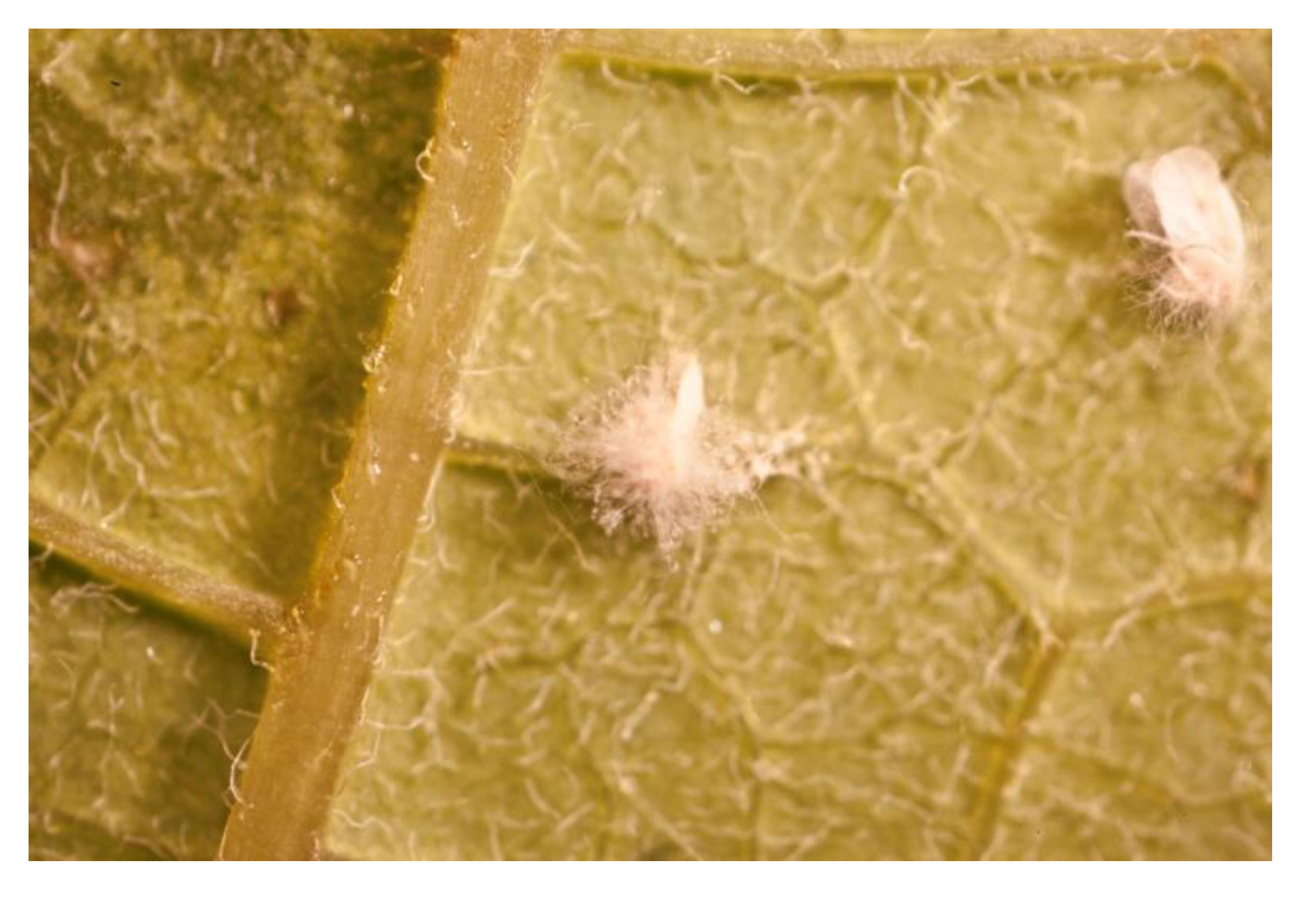 Insects 04 00198 g004