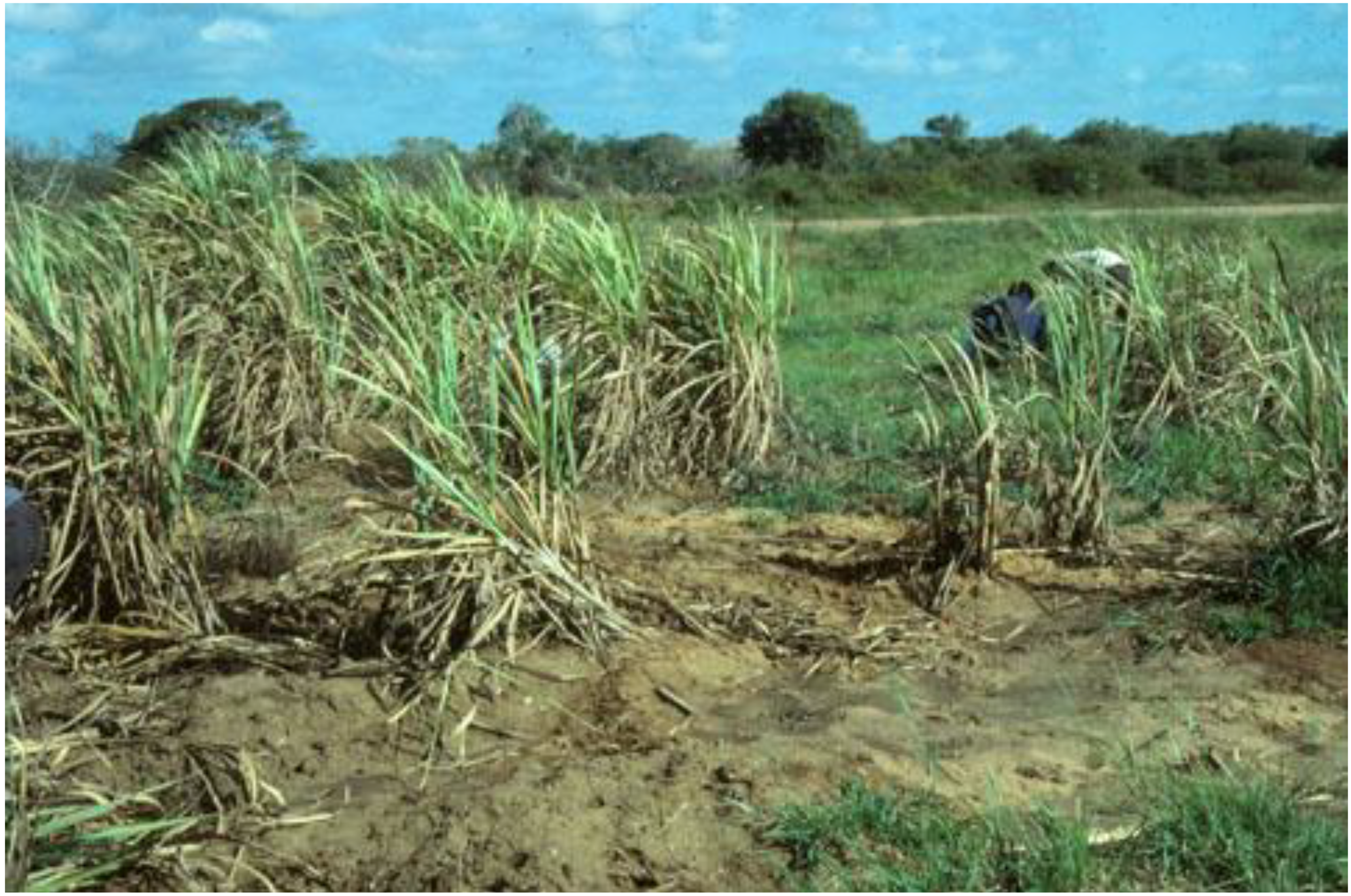 Insects 04 00241 g001