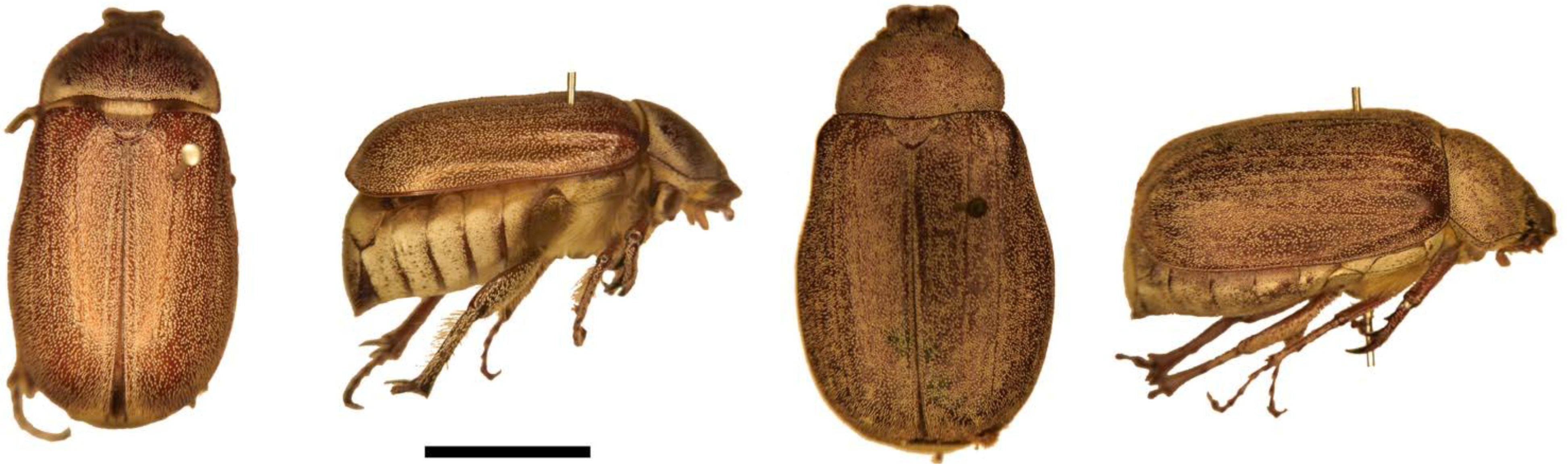 Insects 04 00241 g003