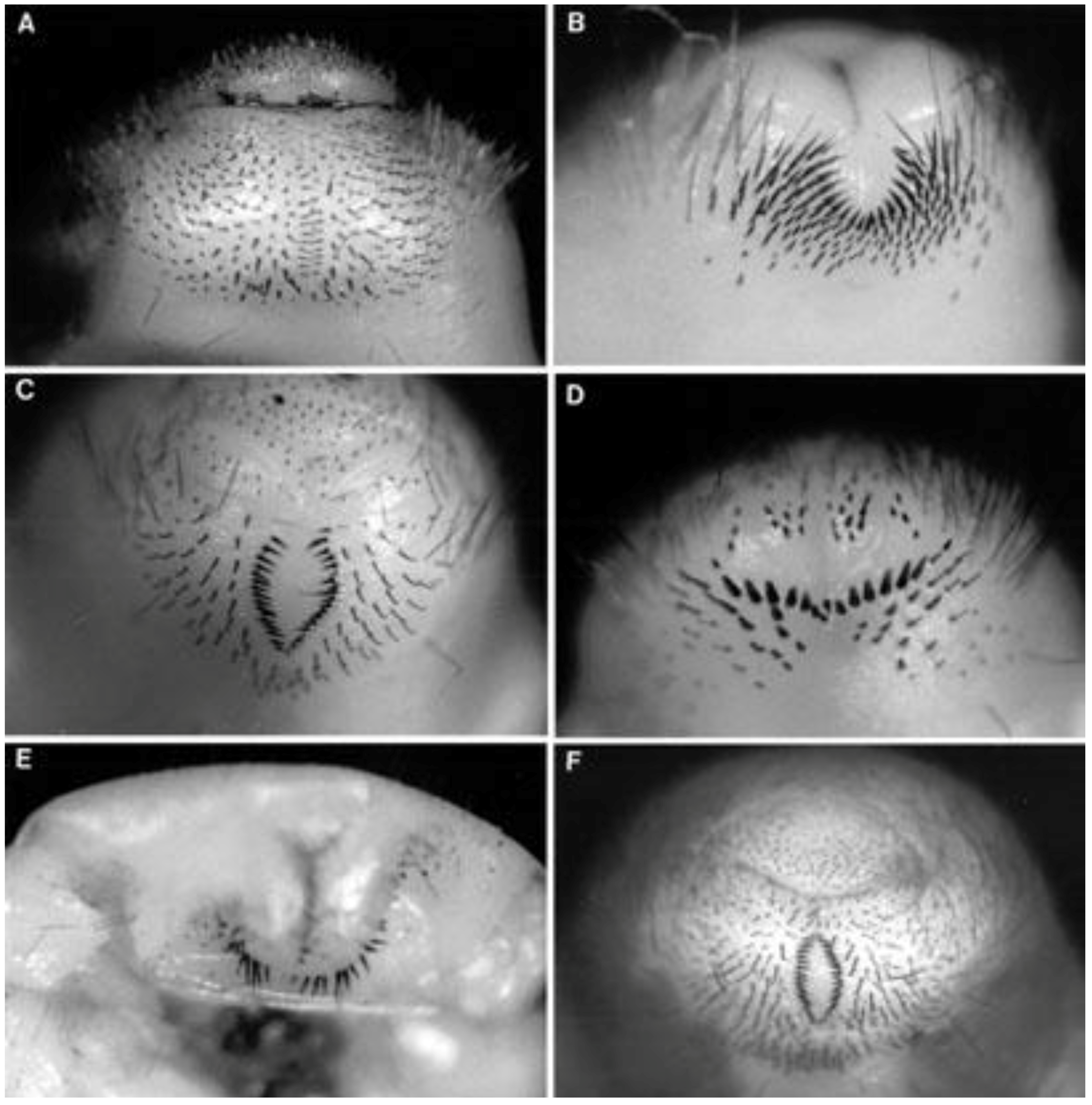 Insects 04 00241 g004