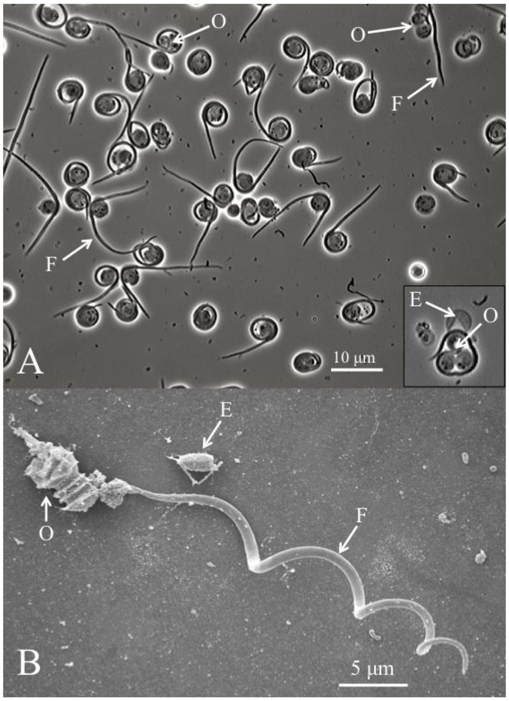 Insects 04 00375 g002 1024