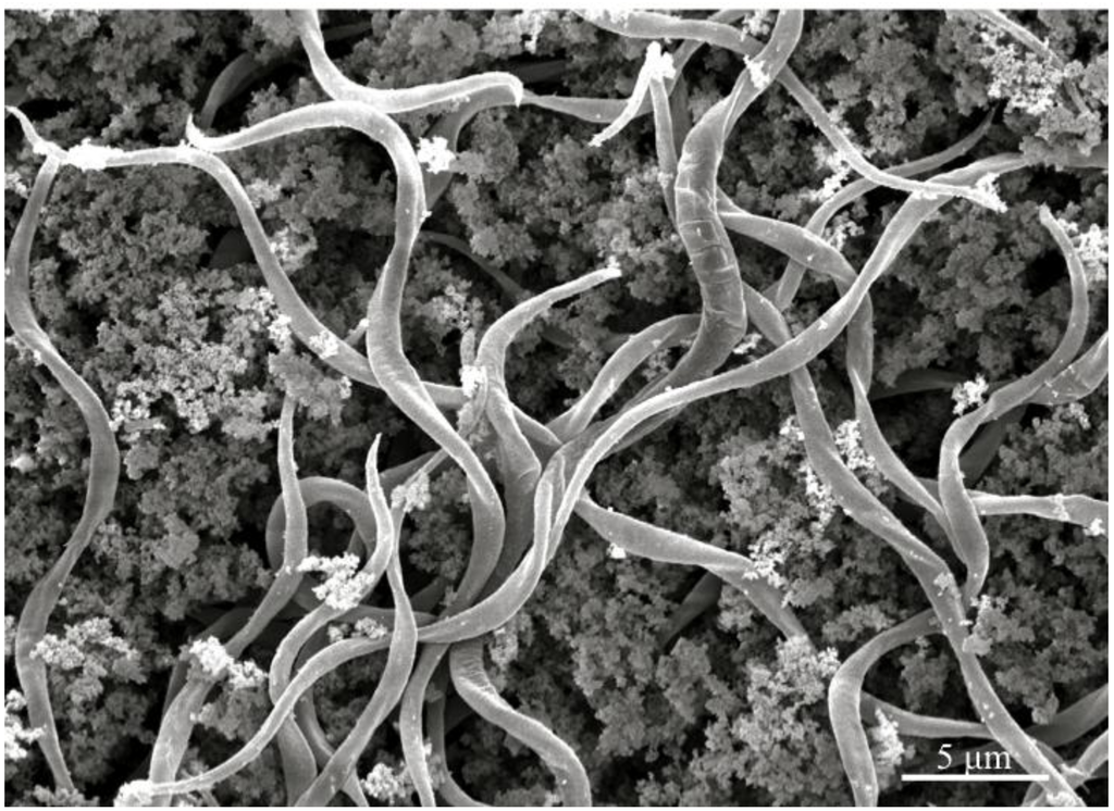 Insects 04 00375 g003 1024