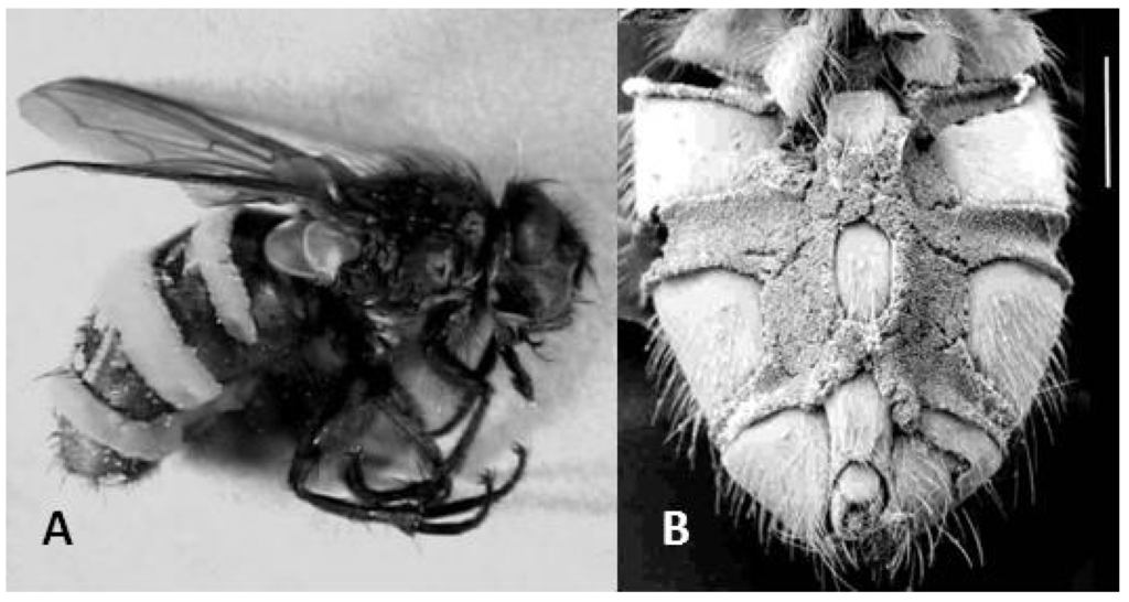 Insects 04 00392 g001 1024