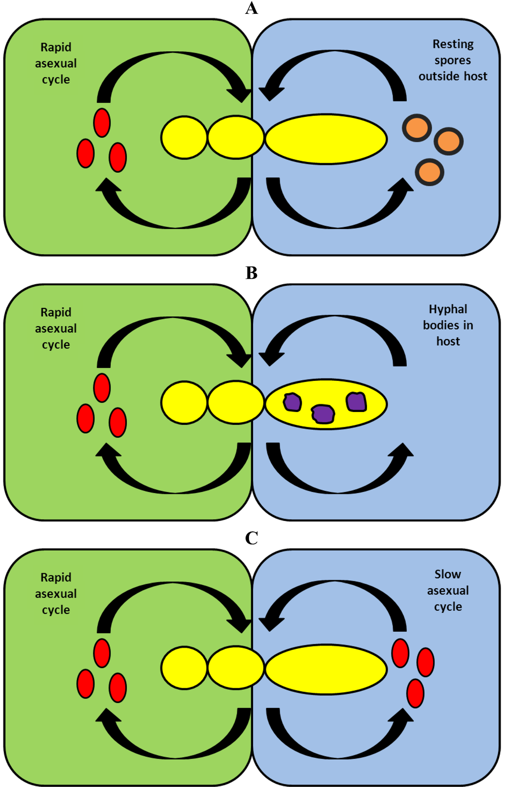 Insects 04 00392 g004 1024