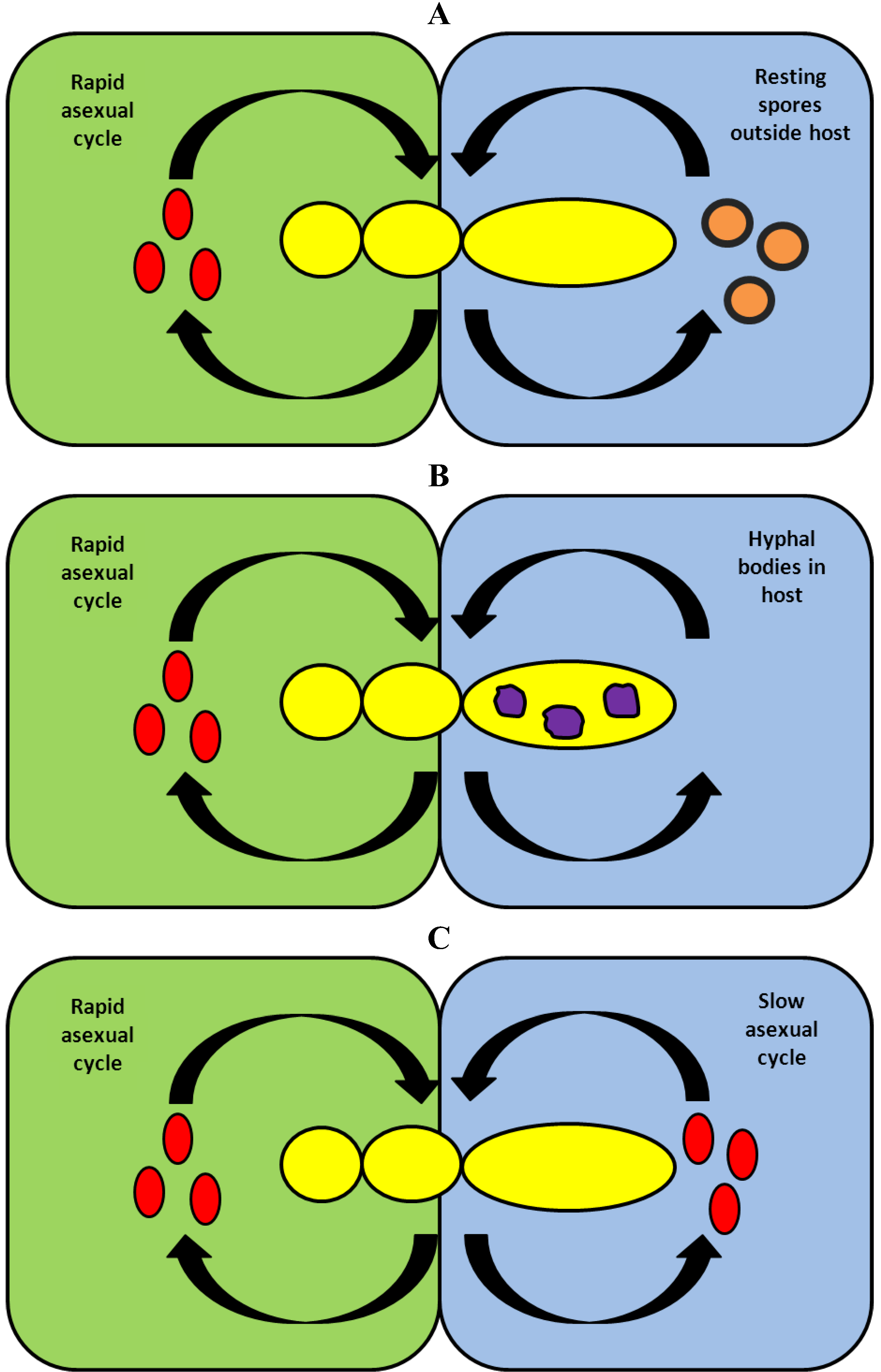 Insects 04 00392 g004