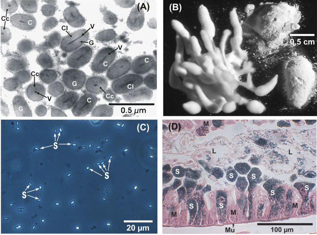 Insects 04 00425 g001 1024