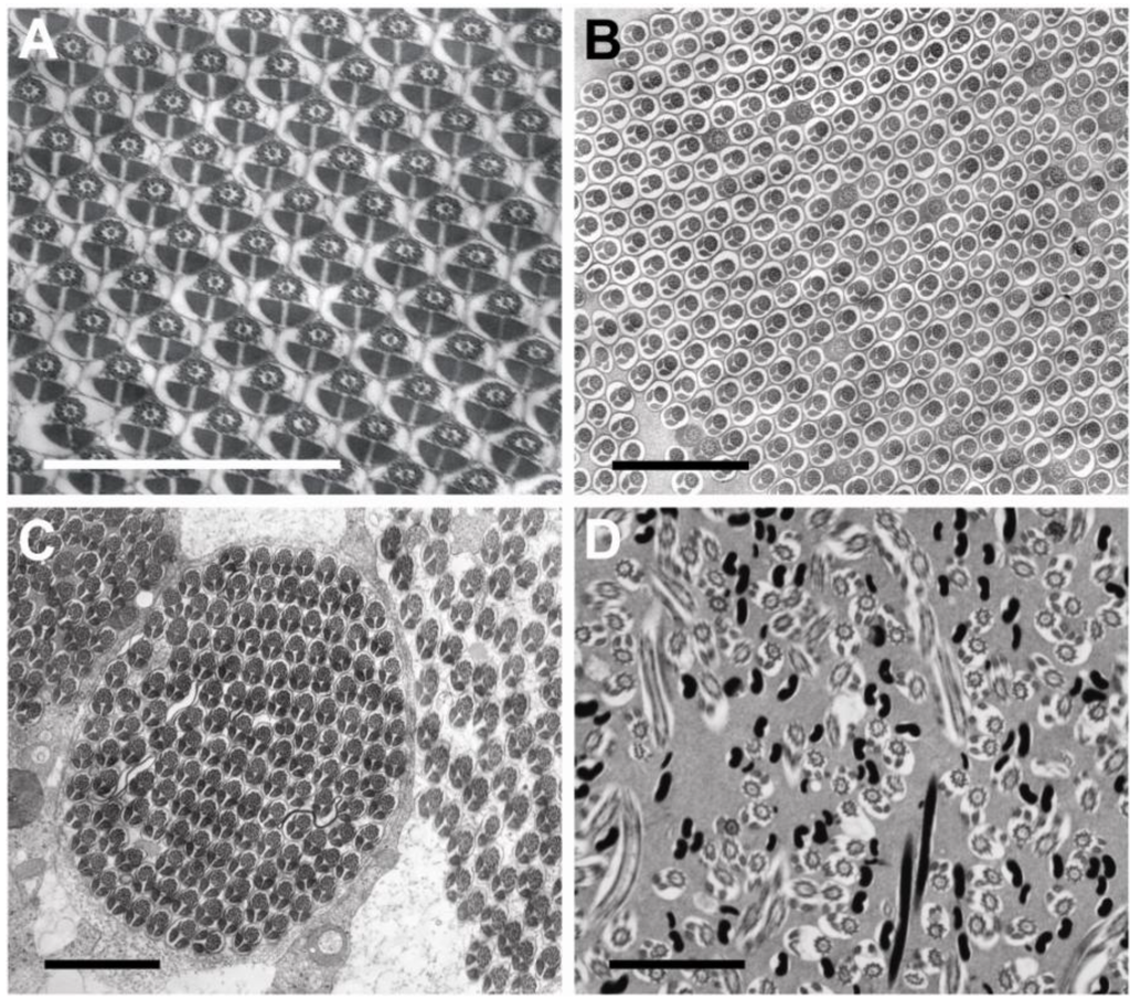 Insects 04 00463 g001 1024