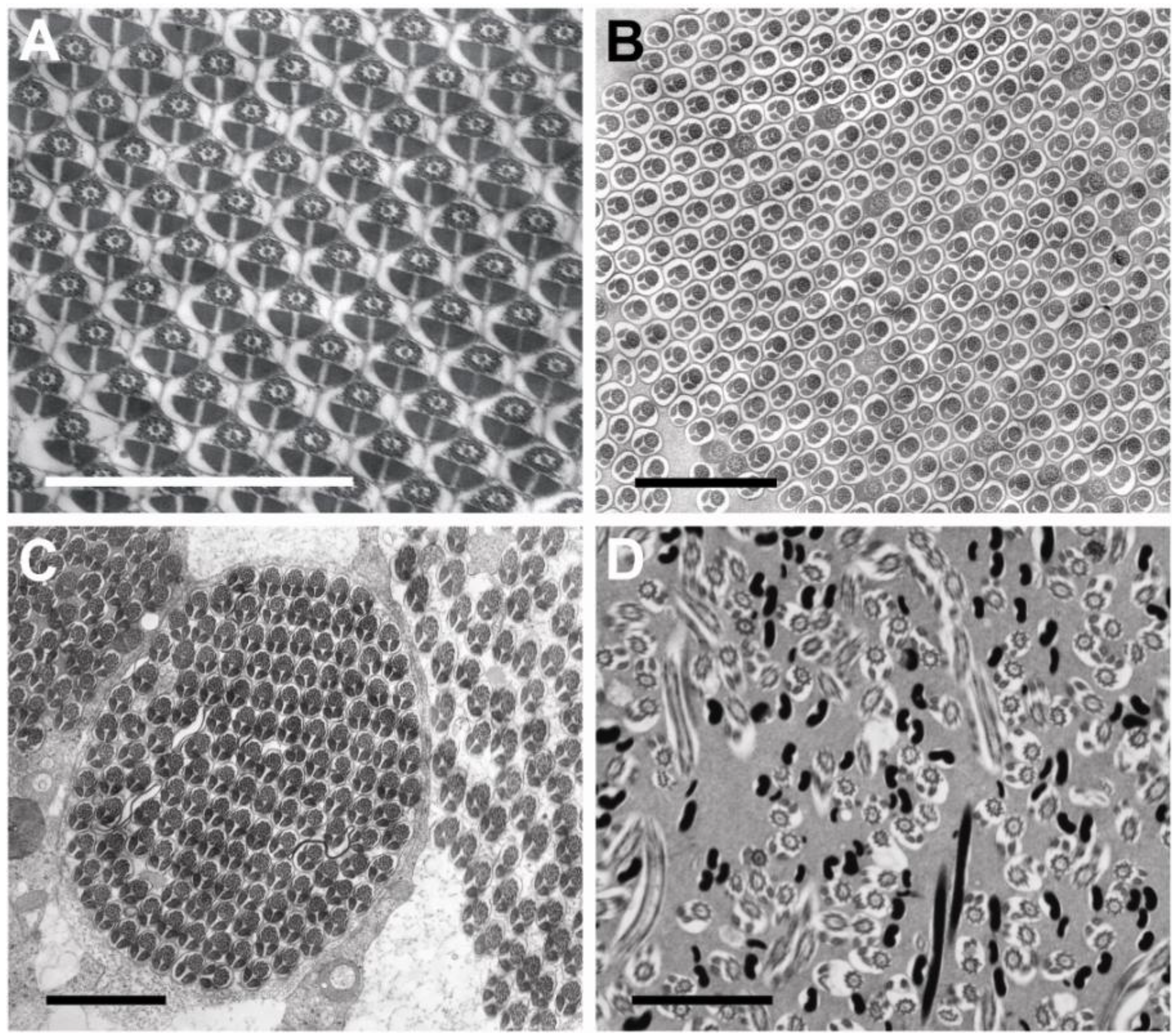 Insects 04 00463 g001