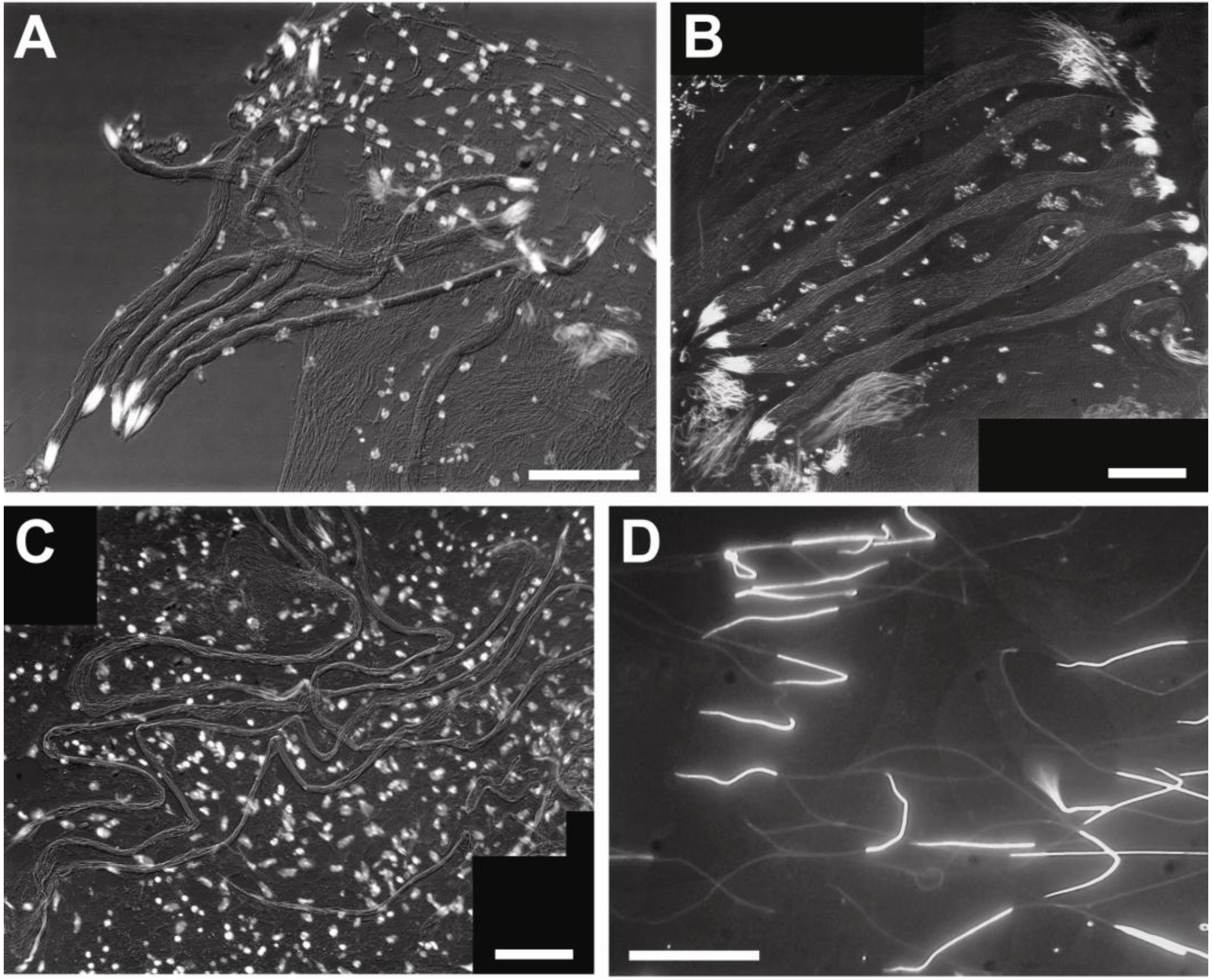 Insects 04 00463 g002