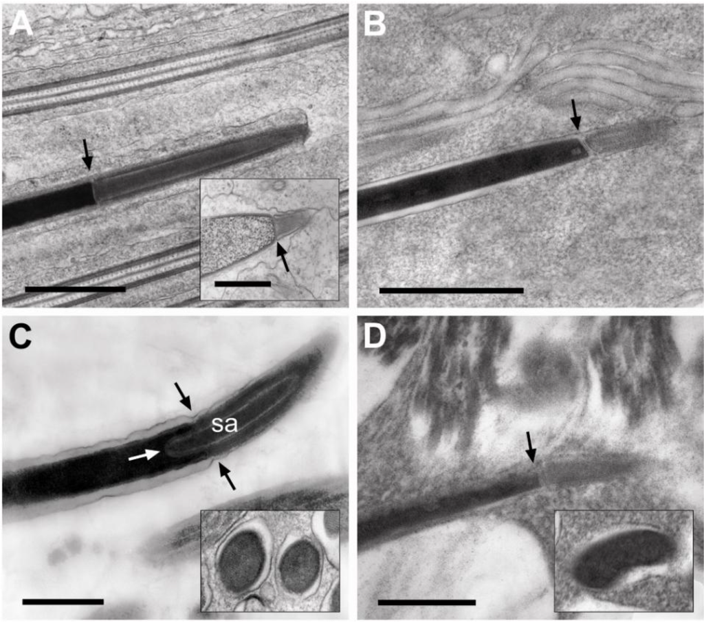 Insects 04 00463 g003 1024