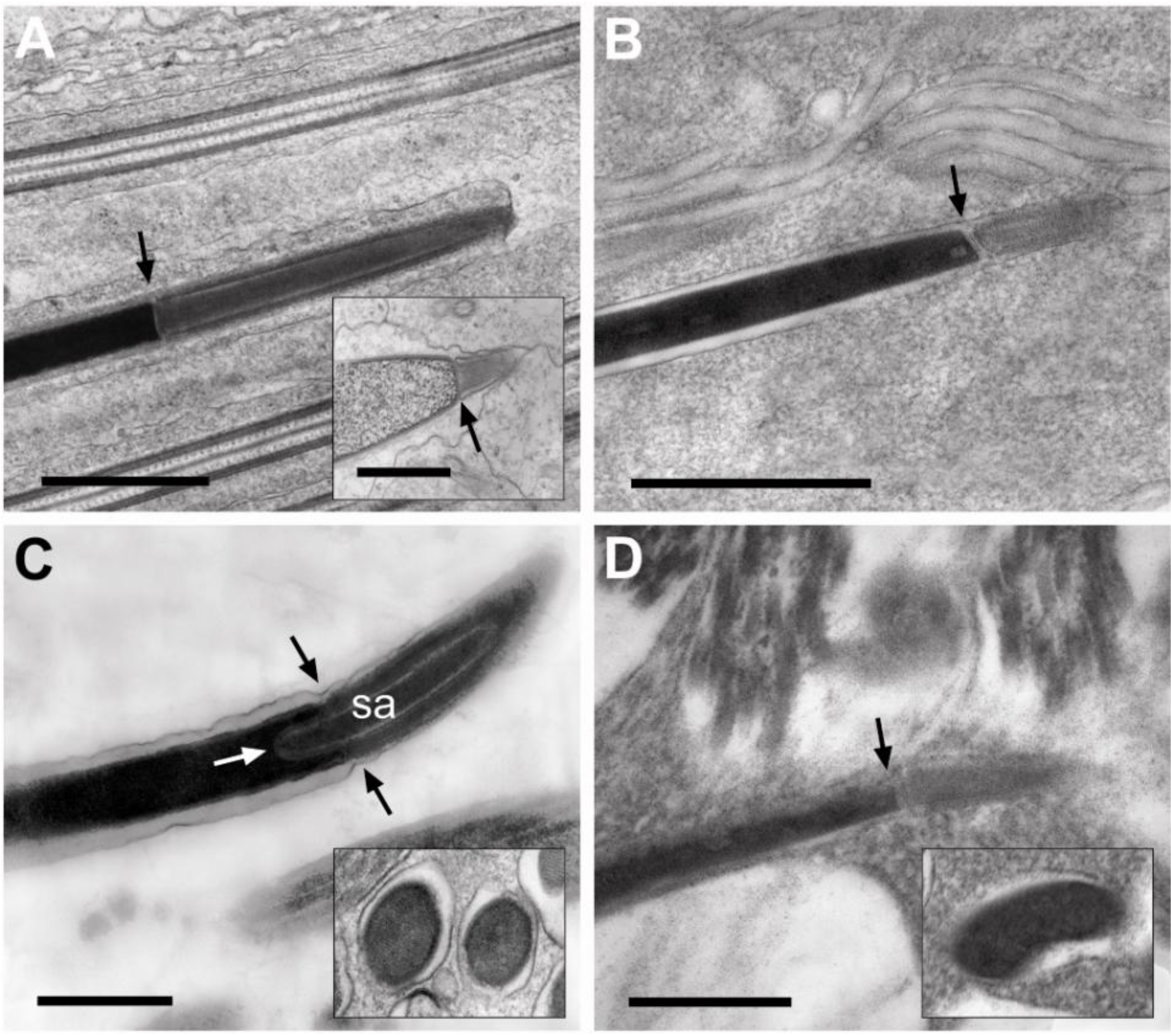 Insects 04 00463 g003