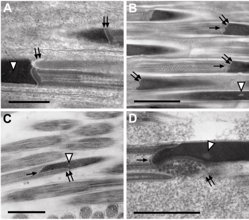 Insects 04 00463 g004 1024