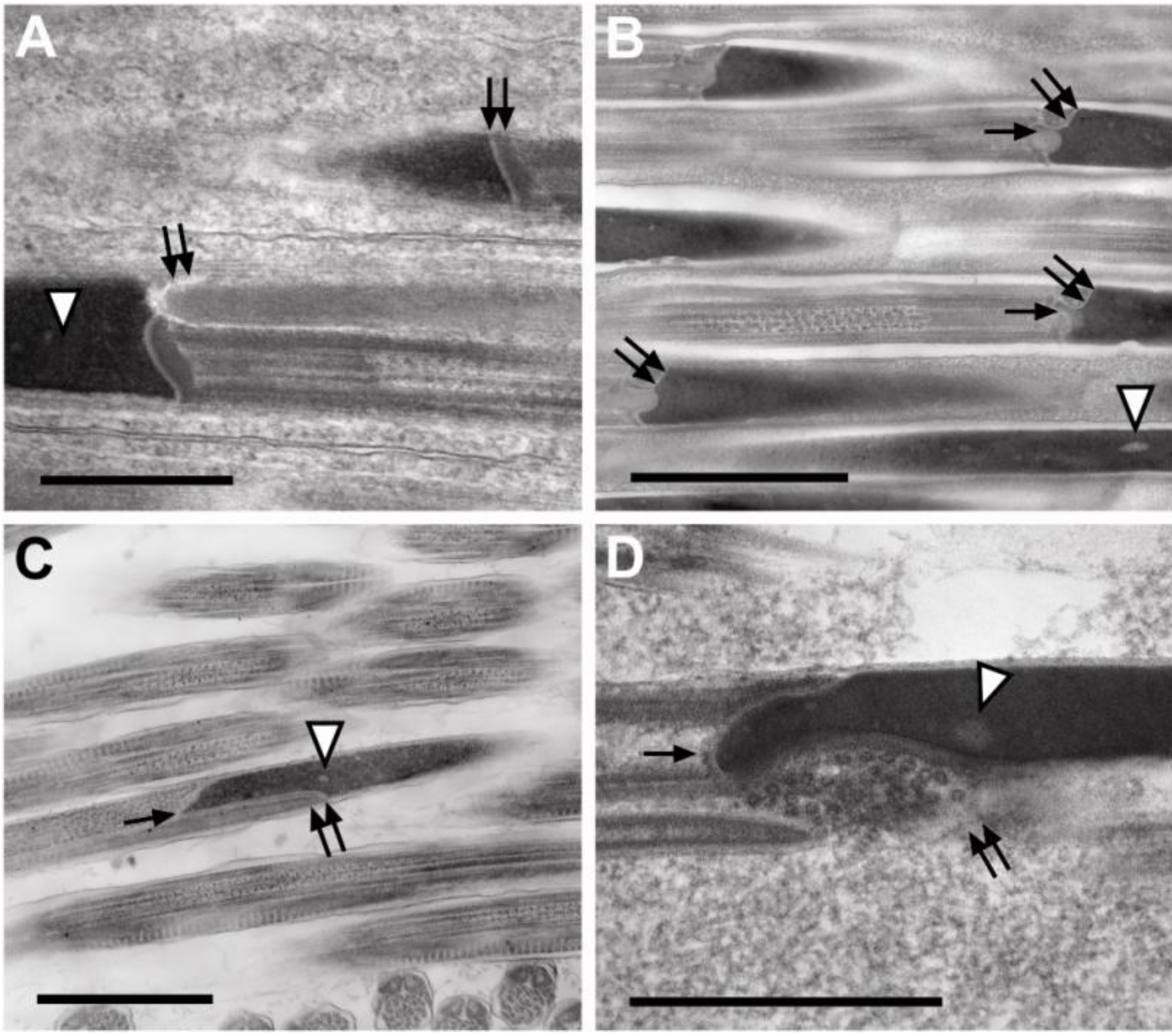 Insects 04 00463 g004