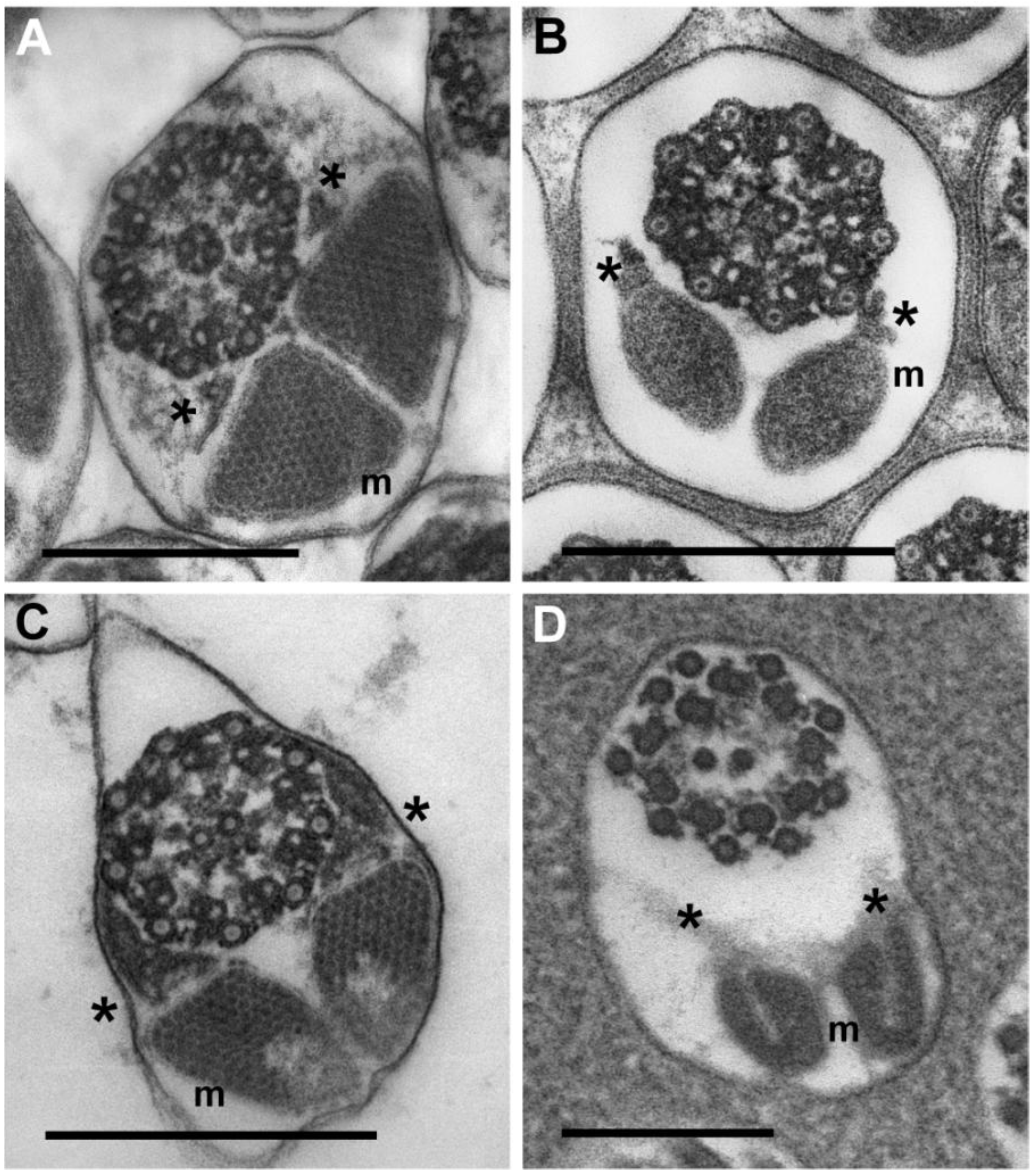 Insects 04 00463 g005