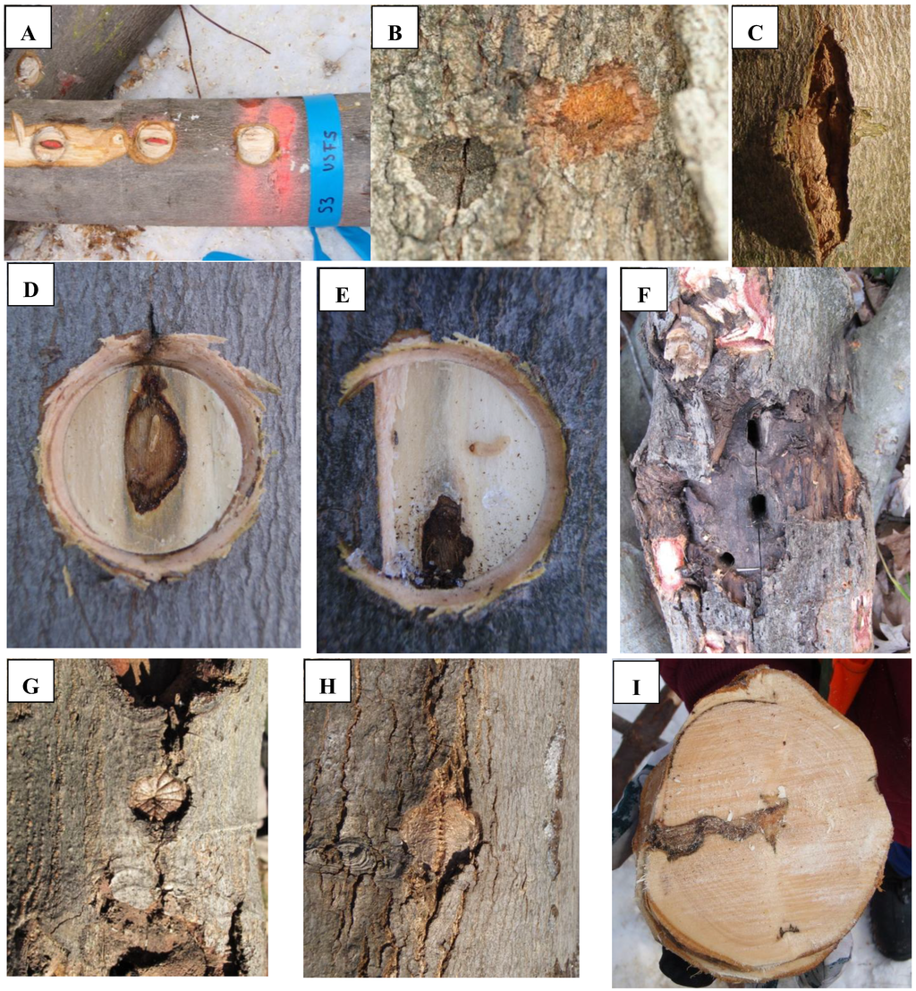 Insects 05 00105 g002 1024