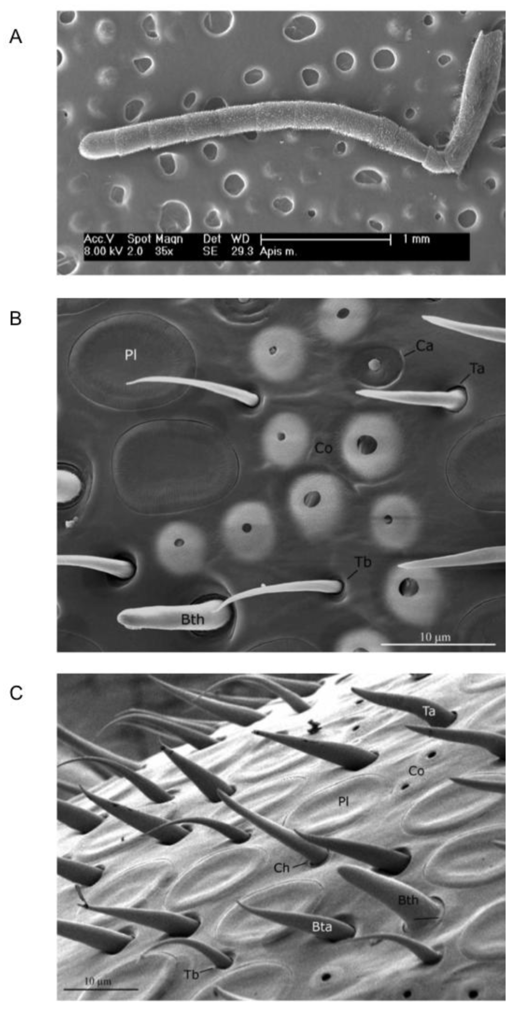 Insects 05 00120 g004 1024