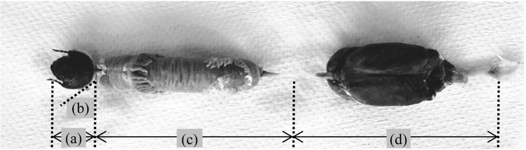 Insects 05 00351 g001 1024