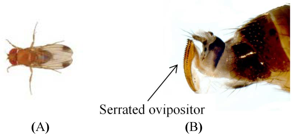 Insects 05 00488 g001 1024