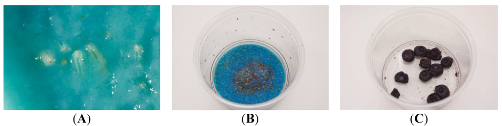 Insects 05 00488 g003 1024