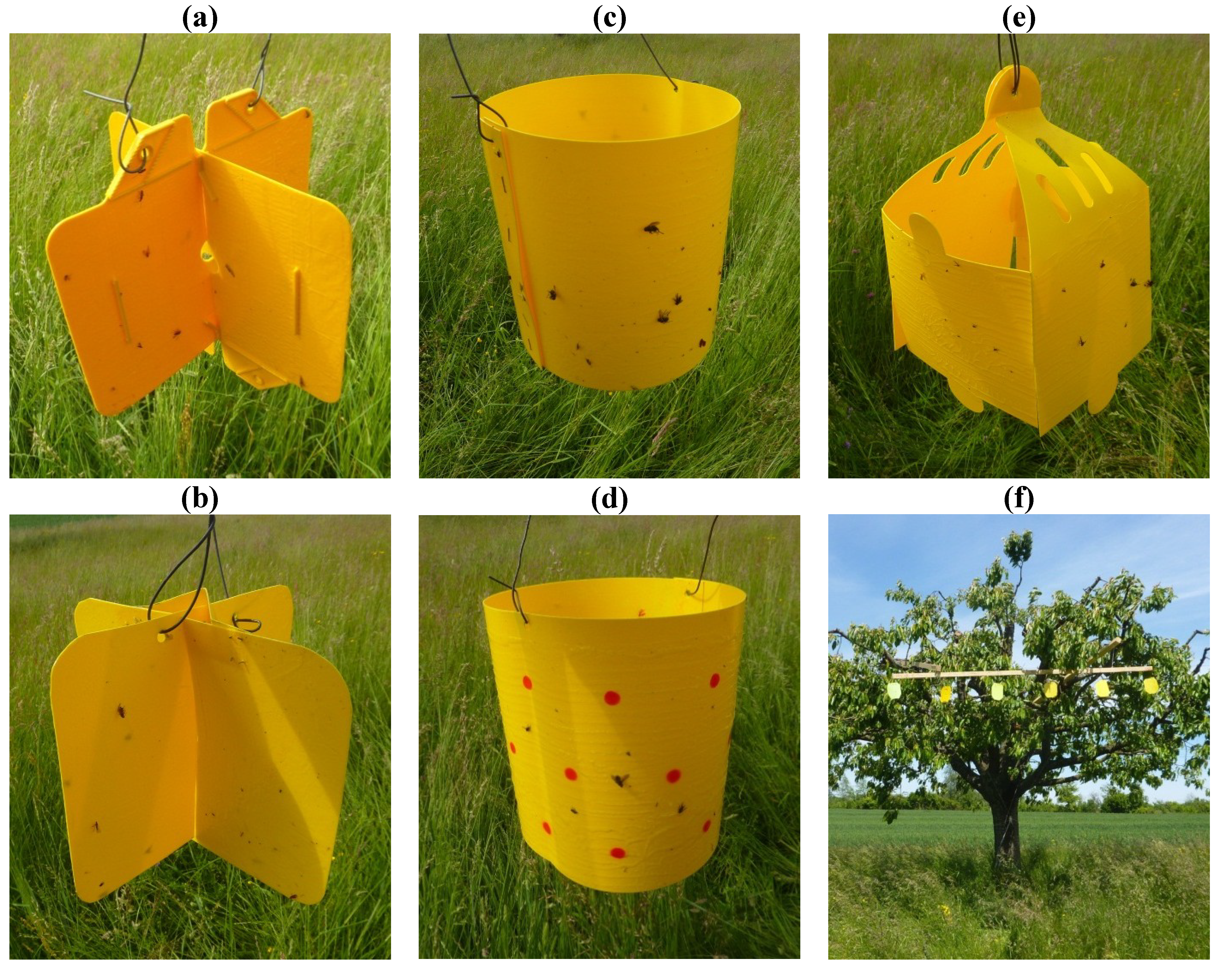 Insects 05 00564 g002