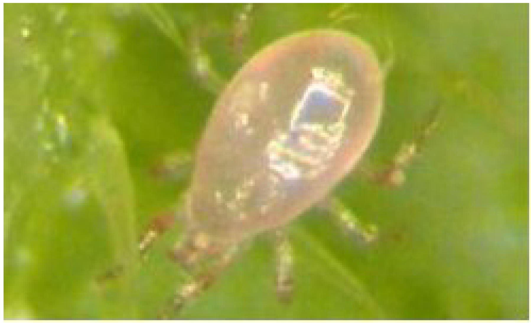 Insects 05 00609 g001