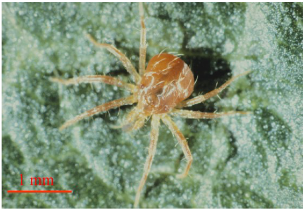 Insects 05 00615 g001 1024