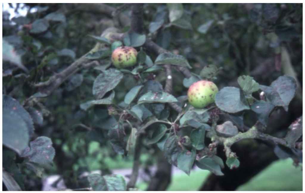 Insects 05 00615 g002 1024