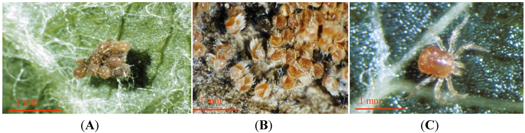 Insects 05 00615 g003 1024