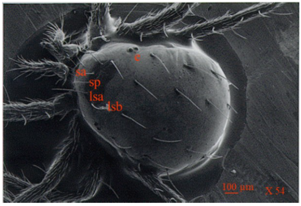 Insects 05 00615 g005 1024