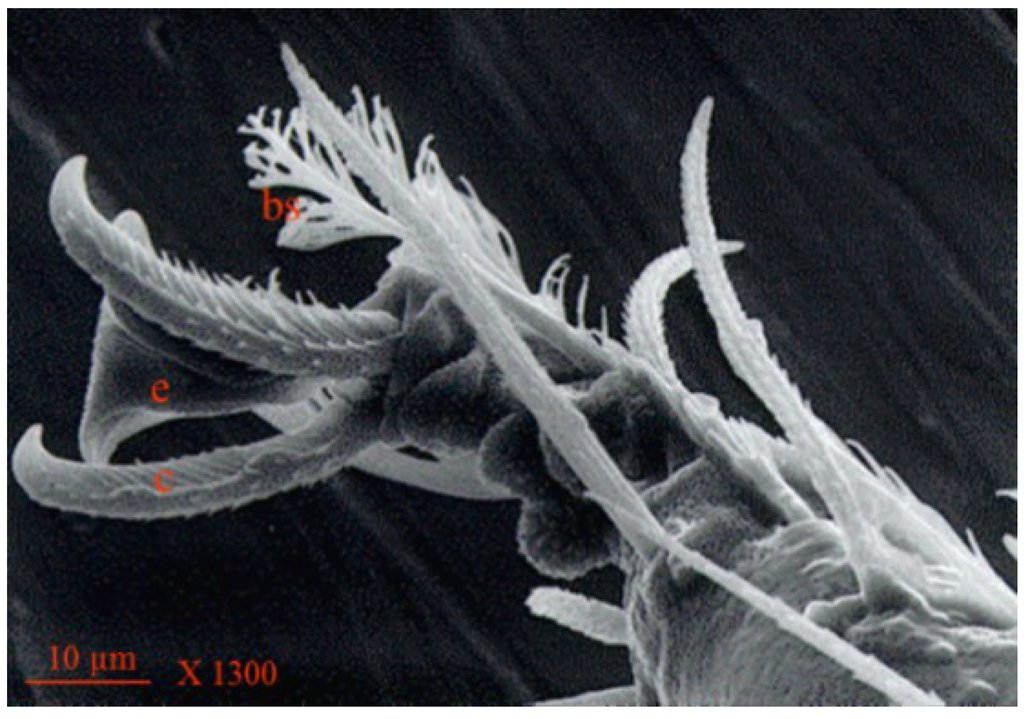 Insects 05 00615 g007 1024