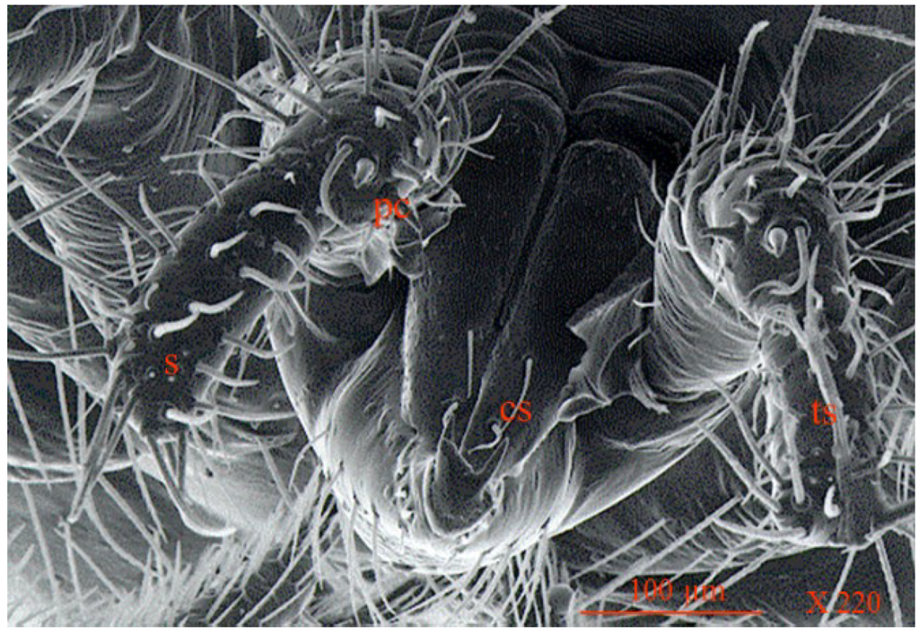 Insects 05 00615 g008 1024