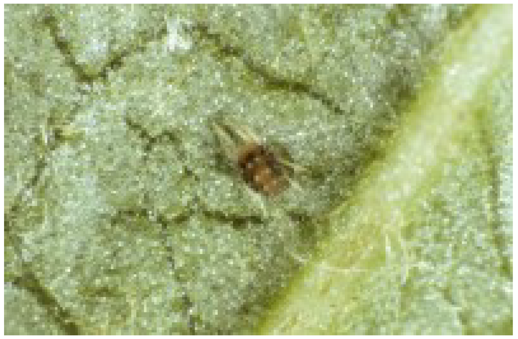 Insects 05 00615 g010 1024