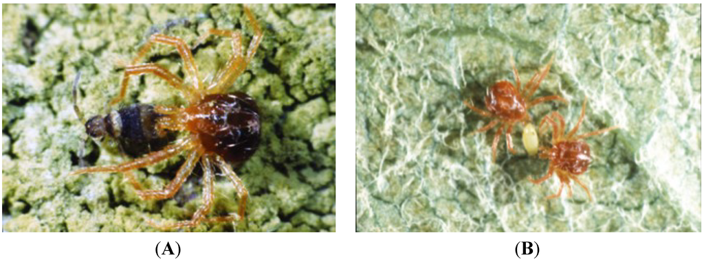 Insects 05 00615 g011 1024