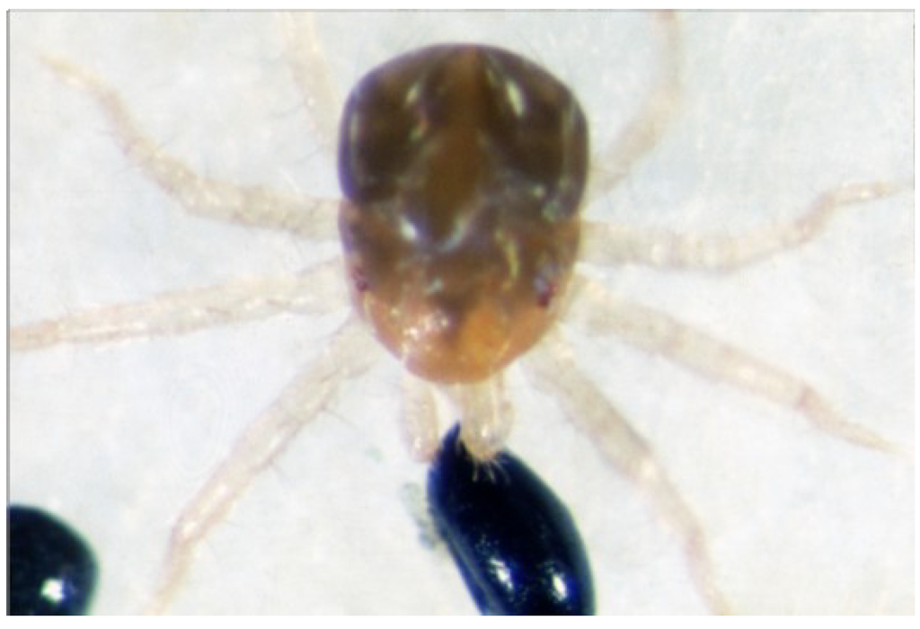 Insects 05 00615 g012 1024