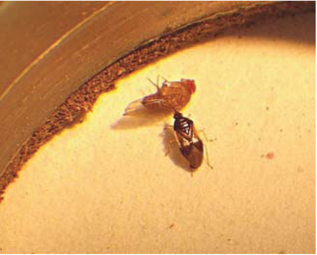 Insects 05 00952 g001 1024