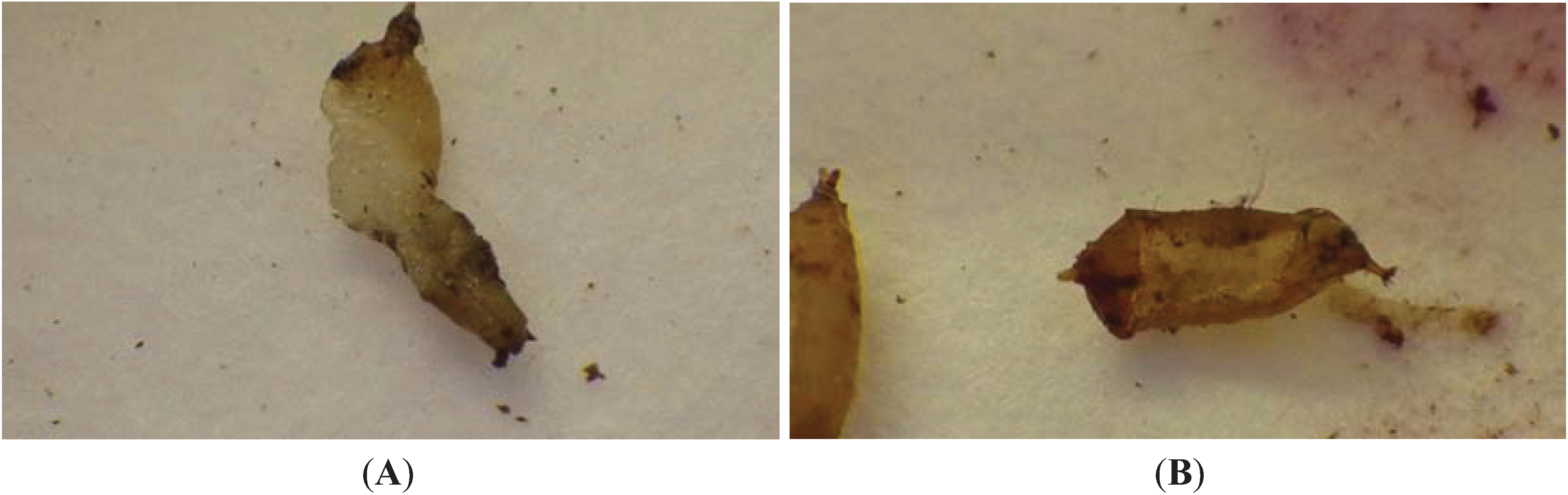 Insects 05 00952 g004