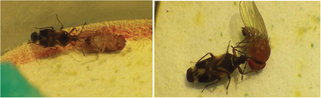 Insects 05 00952 g005 1024