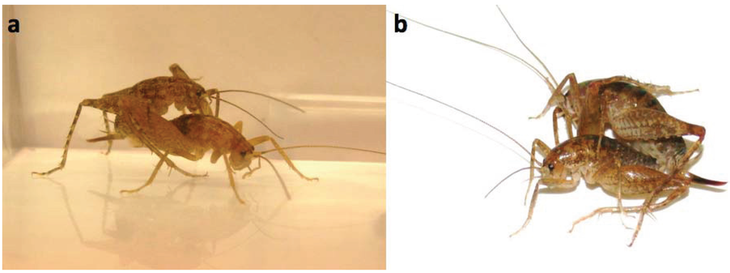 Insects 06 00085 g001 1024