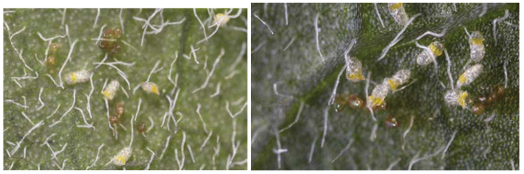 Insects 06 00133 g002 1024