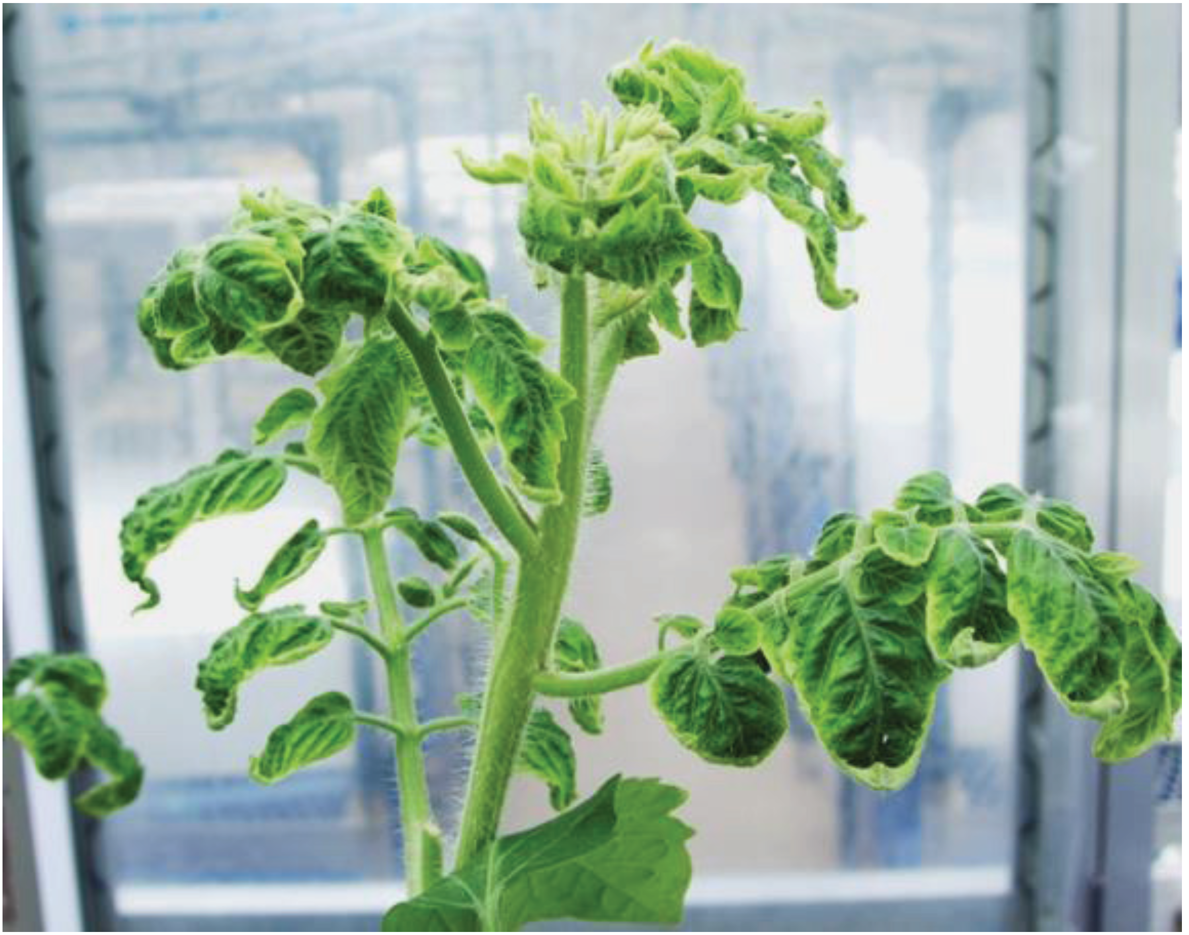 Insects 06 00442 g004