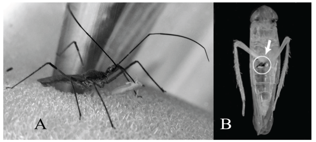 Insects 06 00508 g001 1024