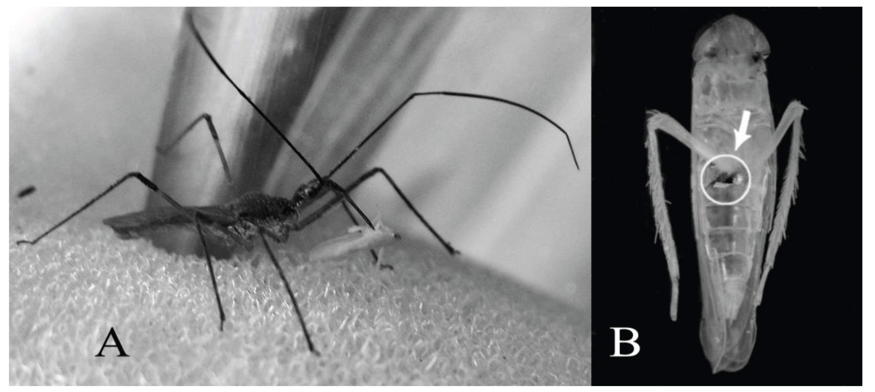 Insects 06 00508 g001