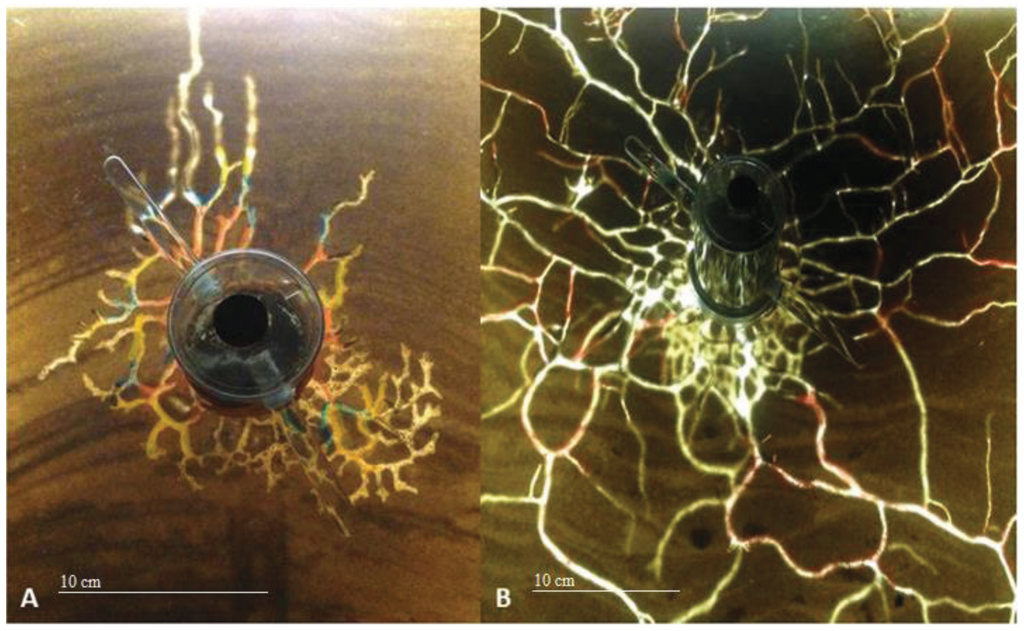 Insects 06 00686 g004 1024