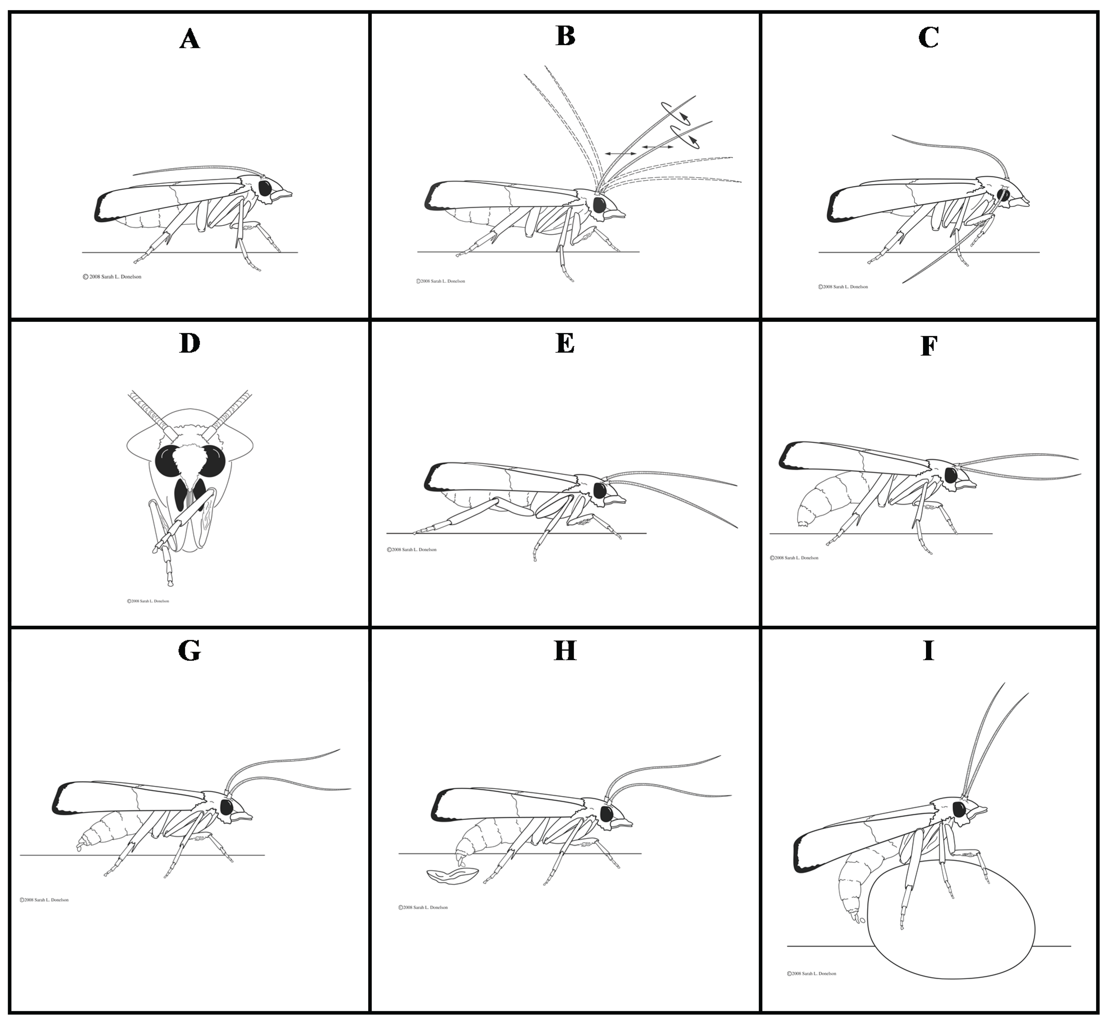 Insects 07 00004 g002