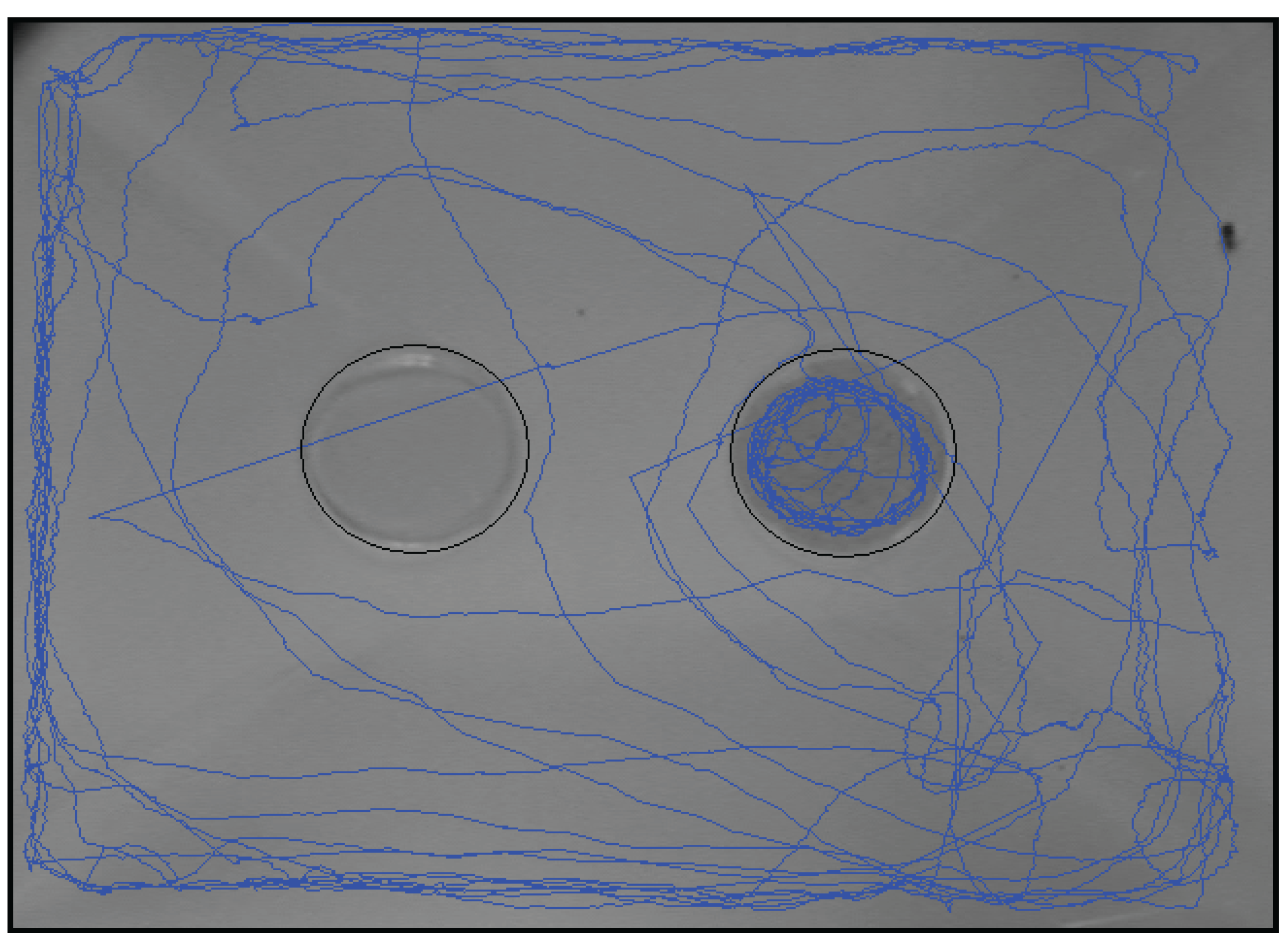 Insects 07 00004 g005